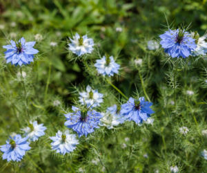 Czarnuszka damasceńska