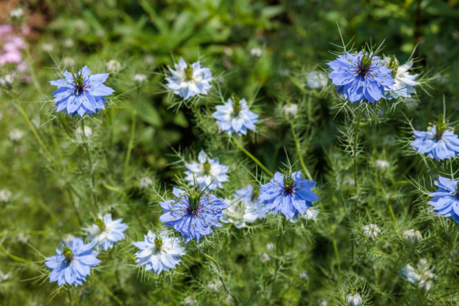 Czarnuszka damasceńska