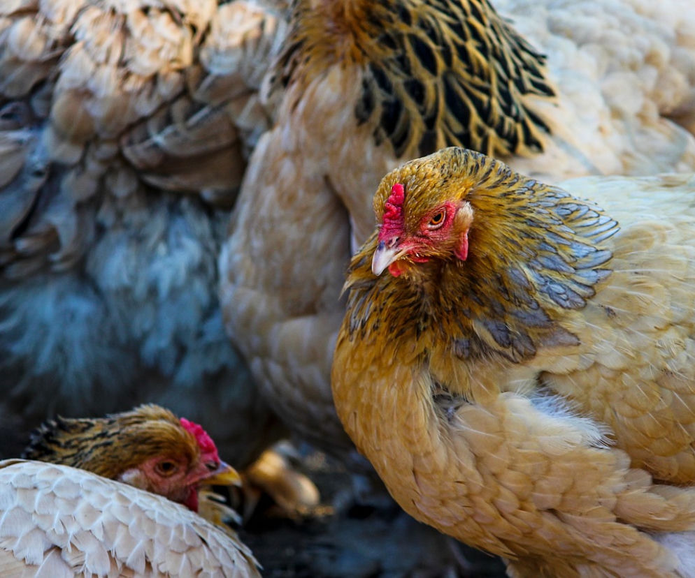 Salmonella na fermie! Kury do uboju, jajka wycofane. KONIECZNIE sprawdź numer partii w lodówce!