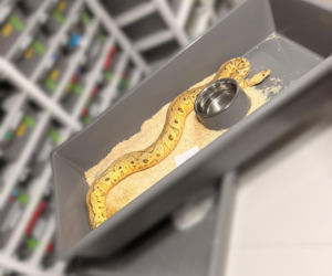 Krakowscy policjanci zabezpieczyli 148 pytonów królewskich