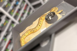 Krakowscy policjanci zabezpieczyli 148 pytonów królewskich