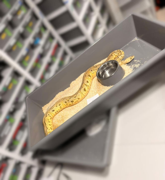 Krakowscy policjanci zabezpieczyli 148 pytonów królewskich