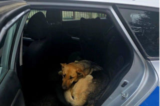 Przerażone psy biegały przy drodze ekspresowej.  Zostały porzucone, policja szuka właściciela