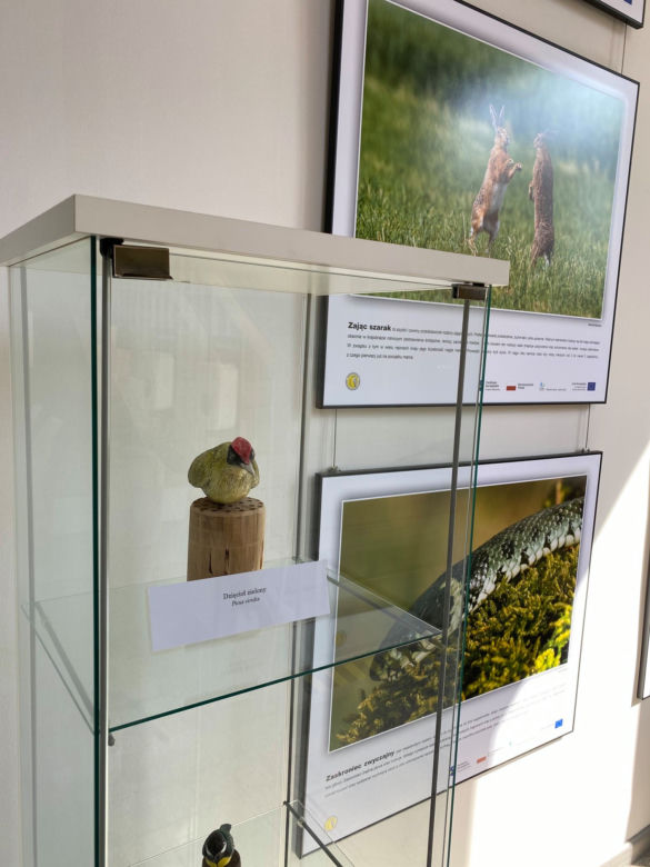 Zwierzęta i natura powiatu iławskiego zawitały do iławskiej Biblioteki Miejskiej