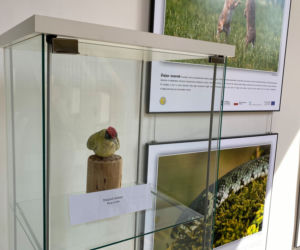 Zwierzęta i natura powiatu iławskiego zawitały do iławskiej Biblioteki Miejskiej