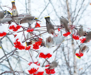 Jak dbać zimą o ptaki odwiedzające ogród?