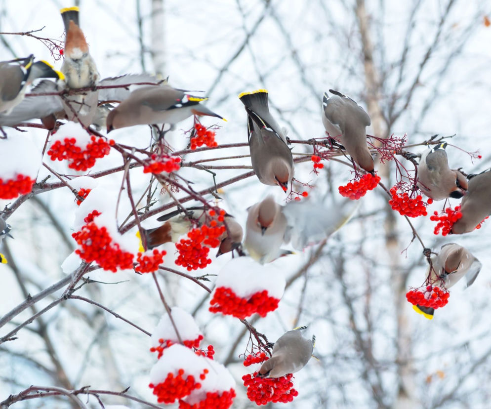 Rośliny o ozdobnych owocach