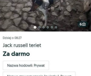 Torturowany Terier za tysiąc złotych. Sadysta wpadł przez... anons [ZDJĘCIA]