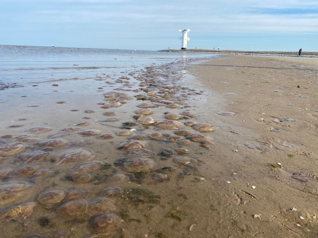 Krążkopławy opanowały świnoujską plażę. To prawdziwa inwazja!