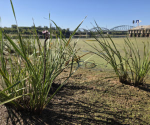 Tak źle jeszcze nie było! Rekordowo niski stan Wisły w Fordonie