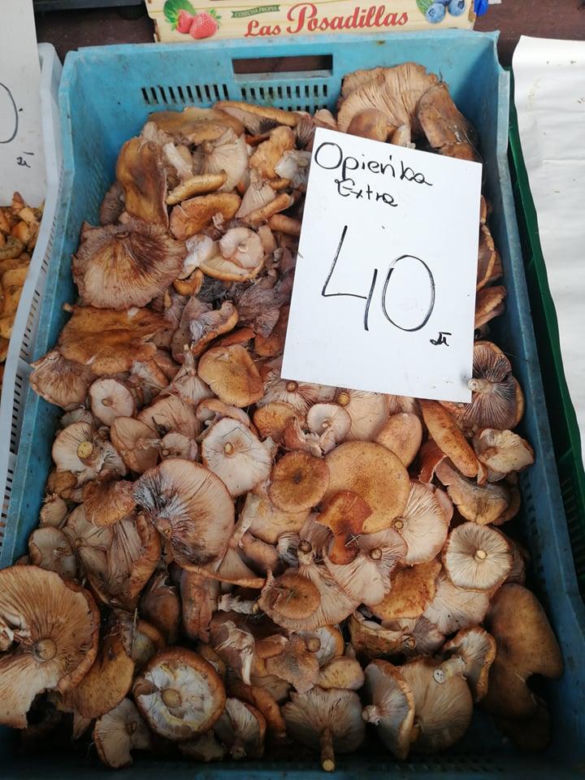 To ostatni moment na grzyby. Jakie są ceny gąsek, rydzów i kozaków w listopadzie w Krakowie?