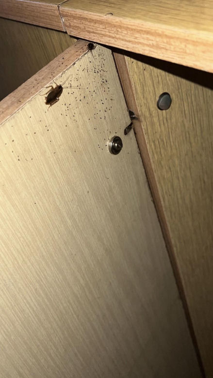 Pluskwy, karaczany to plaga w bydgoskich mieszkaniach. Ale jest i druga. Do mieszkań przez rury kanalizacje dostają się gryzonie