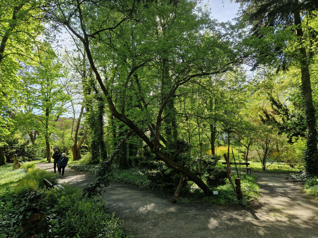 Wiosna w Ogrodzie Botanicznym UKW, czyli spacer wśród zieleni