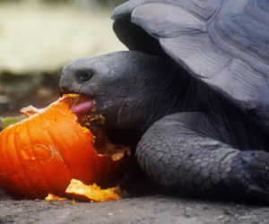 193-letni żółw nie żyje?! Sprzeczne doniesienia o sławnym gadzie
