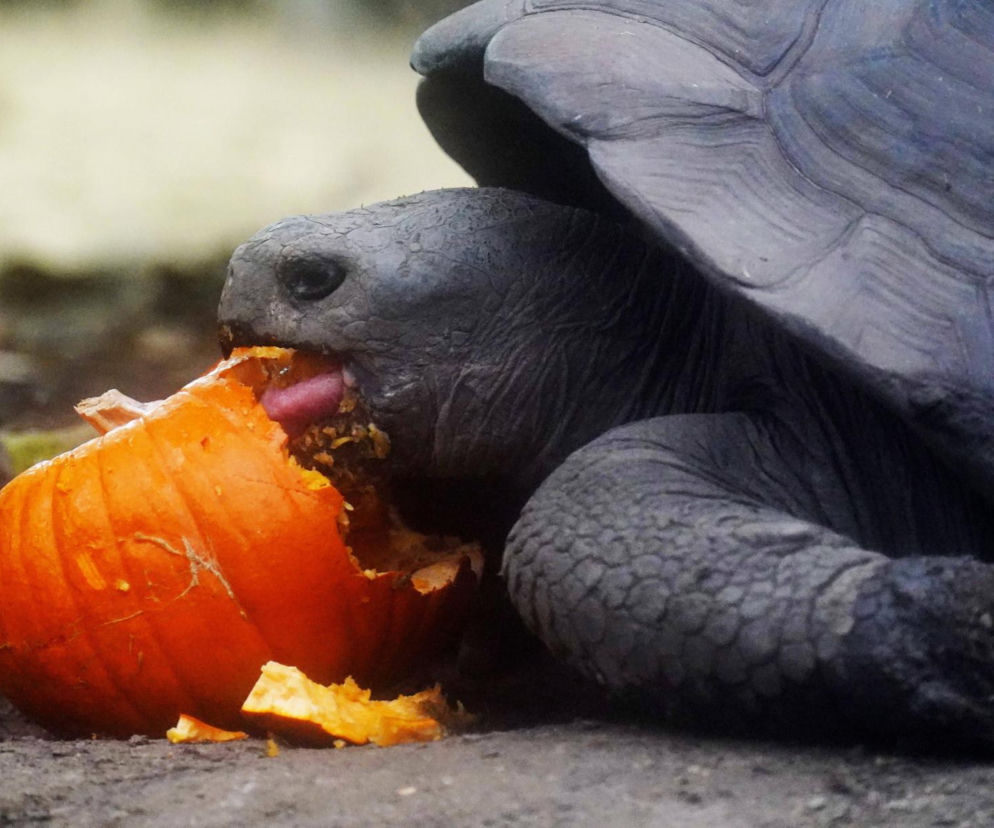 Najstarszy żółw świata nie żyje! Jonatan miał 193 lata