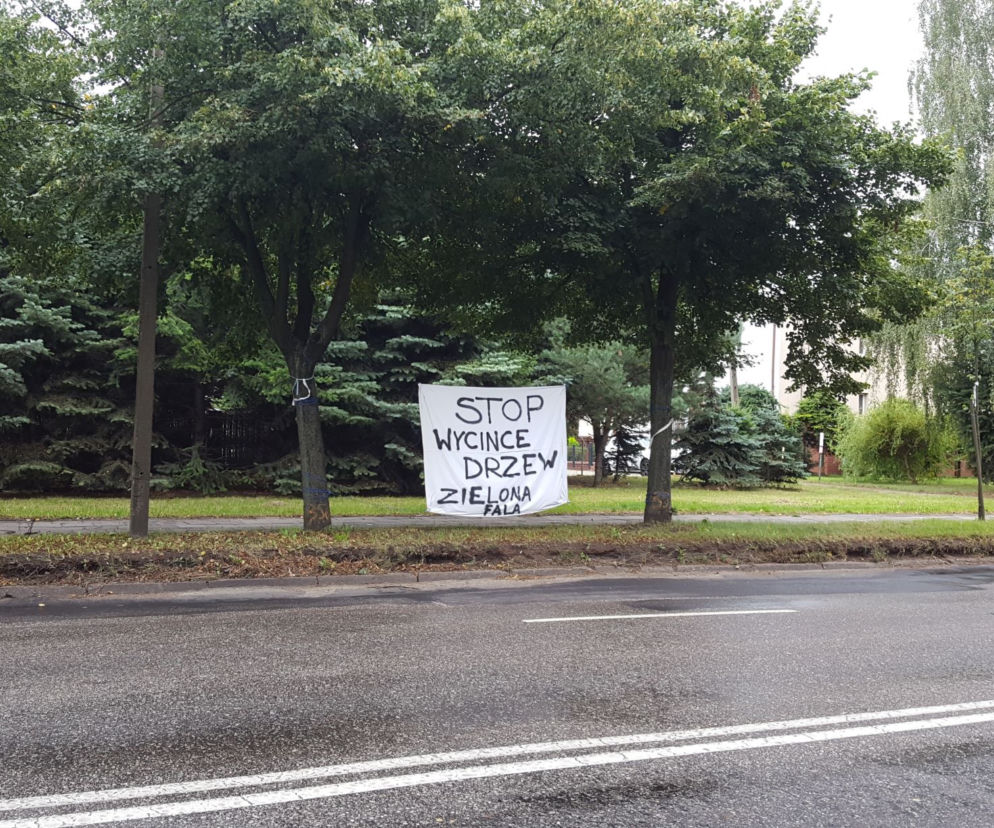Petycja w sprawie drzew na Fabrycznej jeszcze bez odpowiedzi. Leży w urzędzie od sierpnia