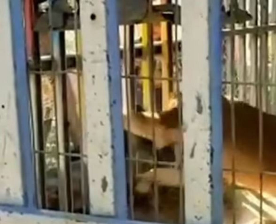 Lew rozszarpał chłopca w zoo! Horror w biały dzień!