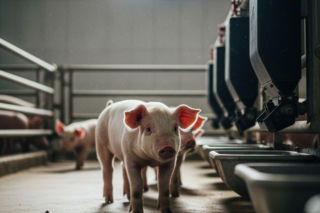 Wysokie stężenie amoniaku w chlewni? Ten popularny olej może pomóc chronić przyrosty