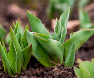 Dlaczego wiosenne rośliny cebulowe nie kwitną?