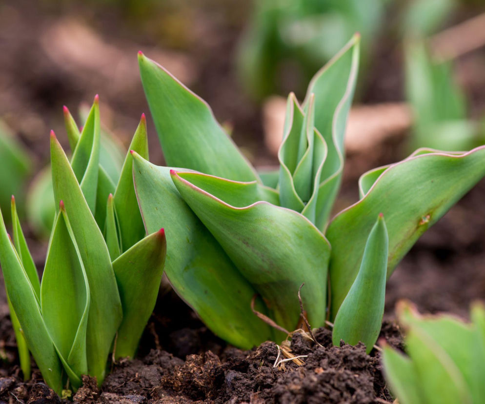 Dlaczego wiosenne rośliny cebulowe nie kwitną?