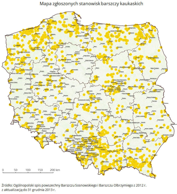Barszcz Sosnowskiego gwałtownie rozrasta się w całej Polsce