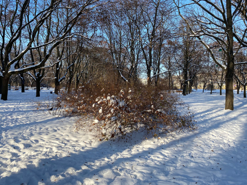 Śnieżna zima w Parku Praskim