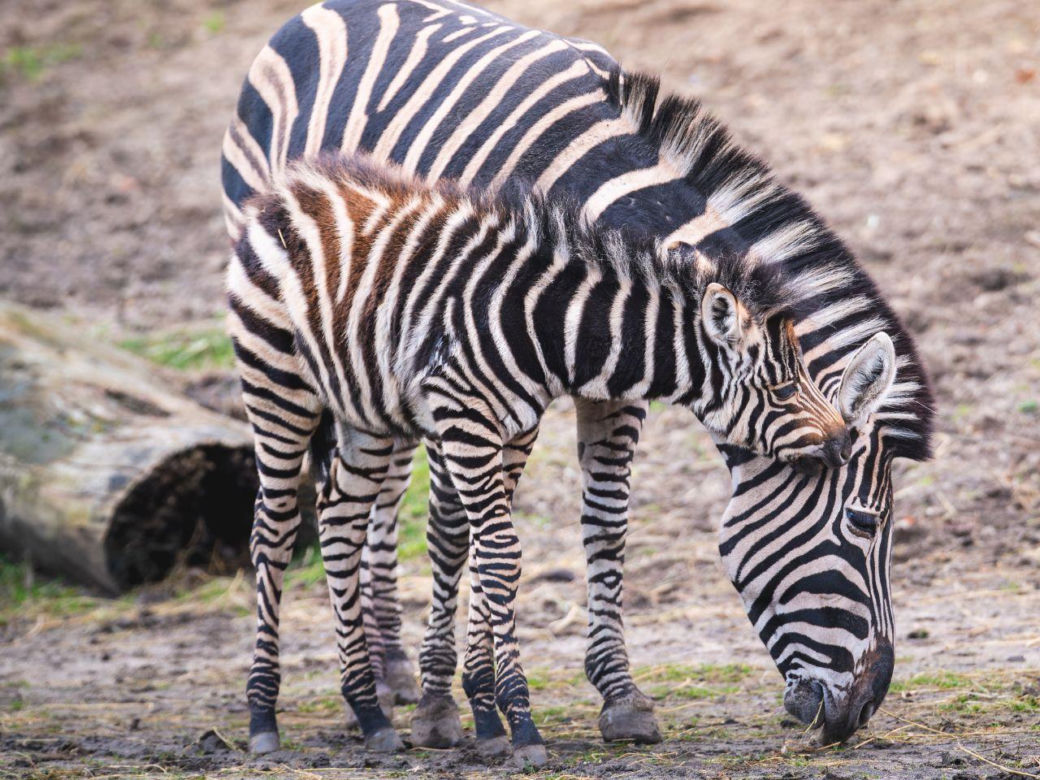 W ZOO Wrocław urodziła się nowa zebra