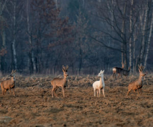 Sarna Albinos widziana w okolicy Dębicy [ZDJĘCIA]