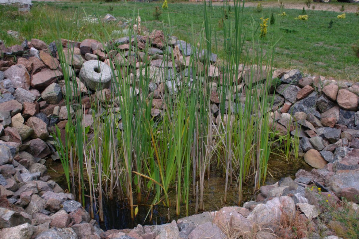 Oczyszczalnia hydrofitowa