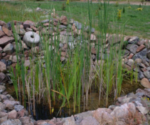 Oczyszczalnia hydrofitowa