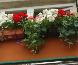 Najpiękniejsze balkony w Starachowicach