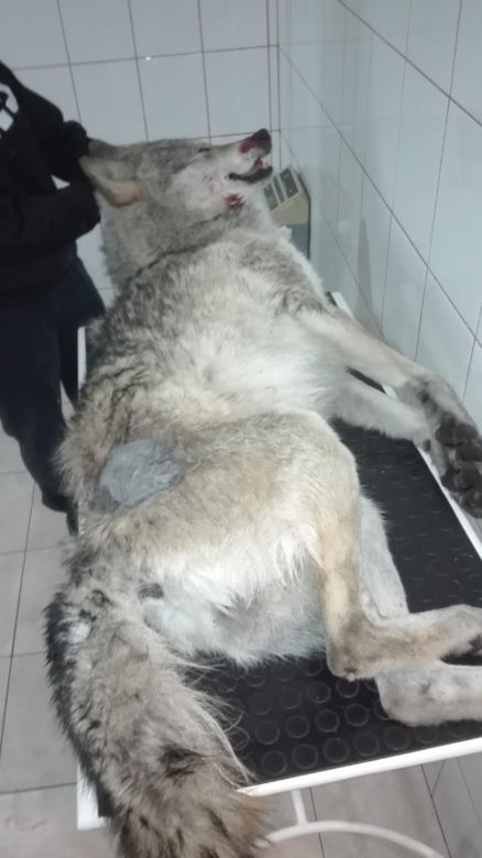 Samochód zabił jednego z najstarszych wilków w Puszczy Bydgoskiej