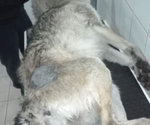 Samochód zabił jednego z najstarszych wilków w Puszczy Bydgoskiej