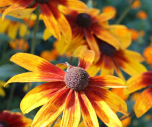 Rudbekia owłosiona