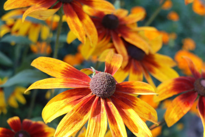 Rudbekia owłosiona