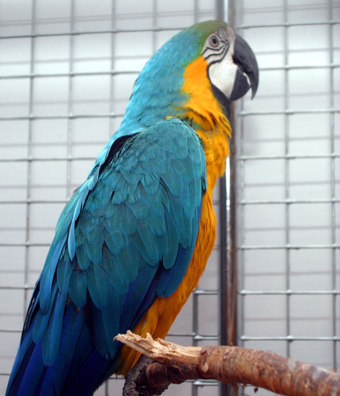 papuga