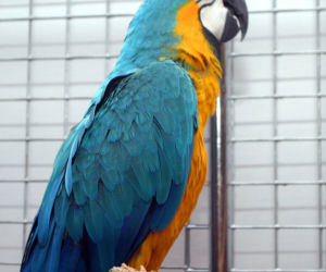 papuga