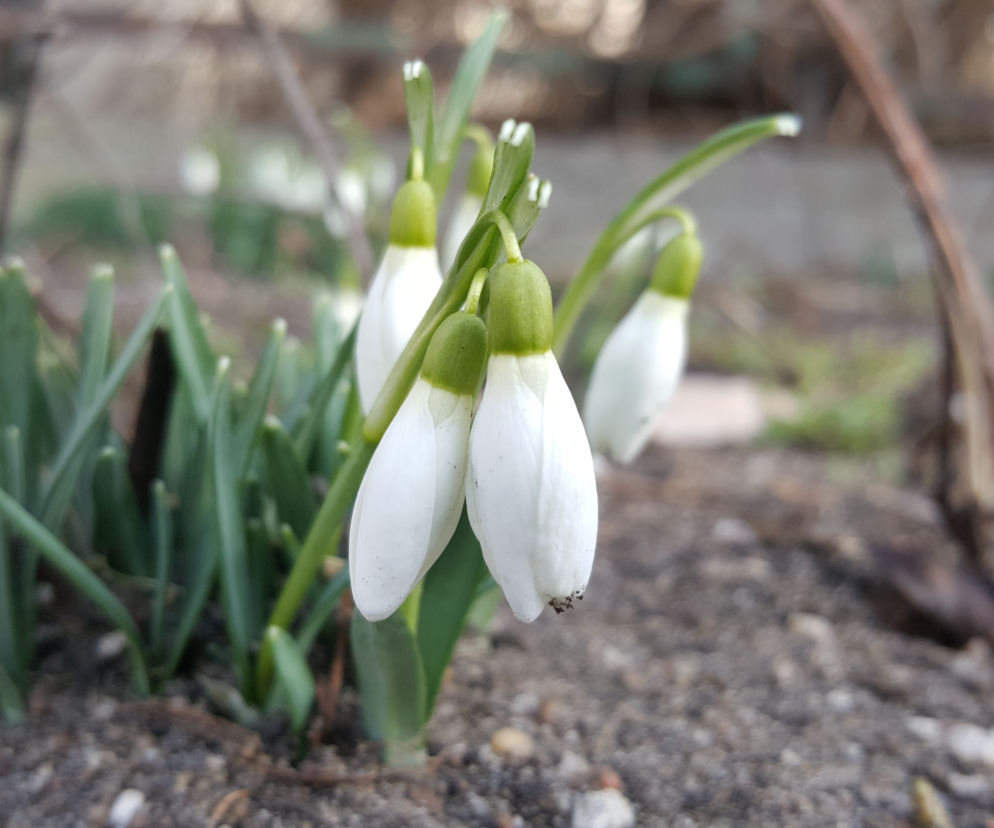 Natura budzi się do życia! W Ogrodzie Botanicznym UKW czuć już wiosnę! [ZDJĘCIA]
