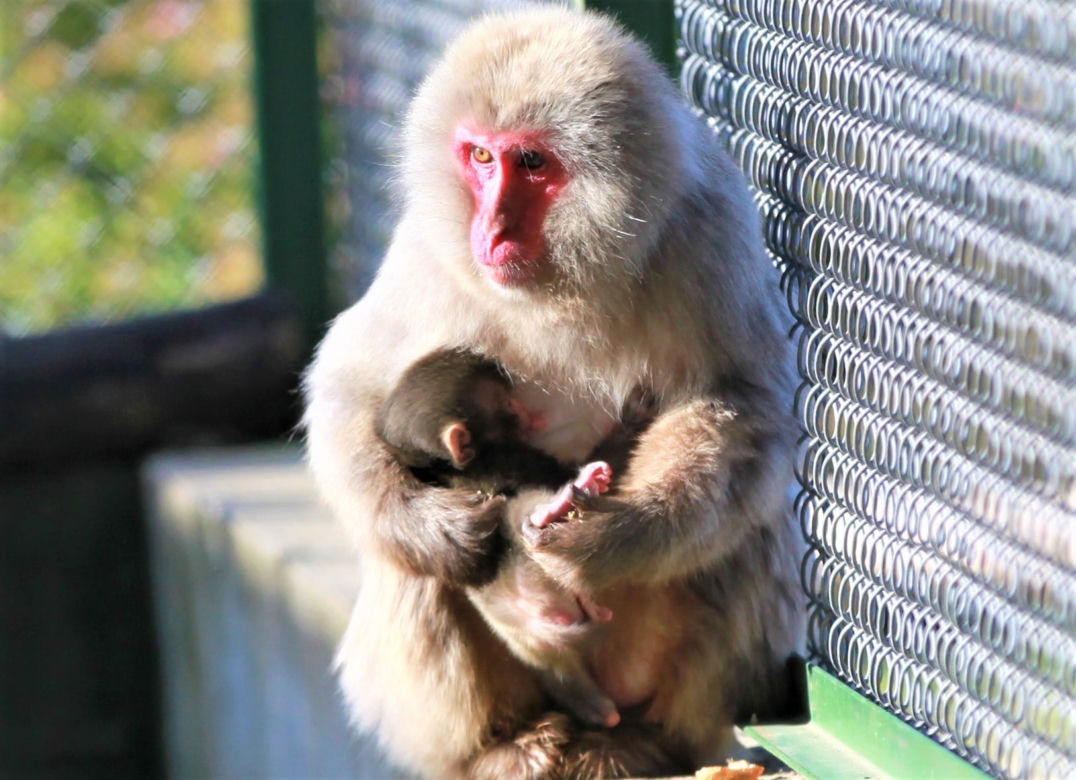 Cud narodzin w ZOO "Leśne Zacisze"! Na świat przyszła mała małpka
