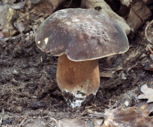Borowik ciemnobrązowy