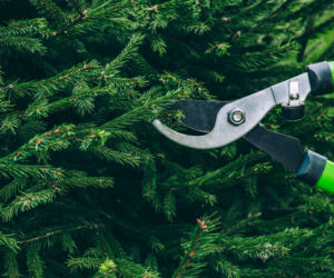 Czy można obciąć dolne gałęzie świerka pospolitego?