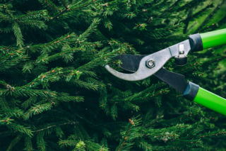 Czy można obciąć dolne gałęzie świerka pospolitego?