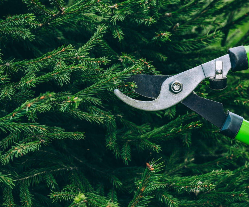 Cięcie świerka
