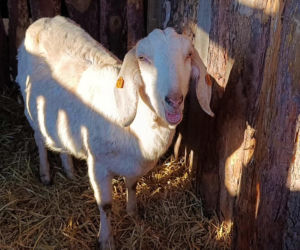 Żywa szopka w Żydowcach