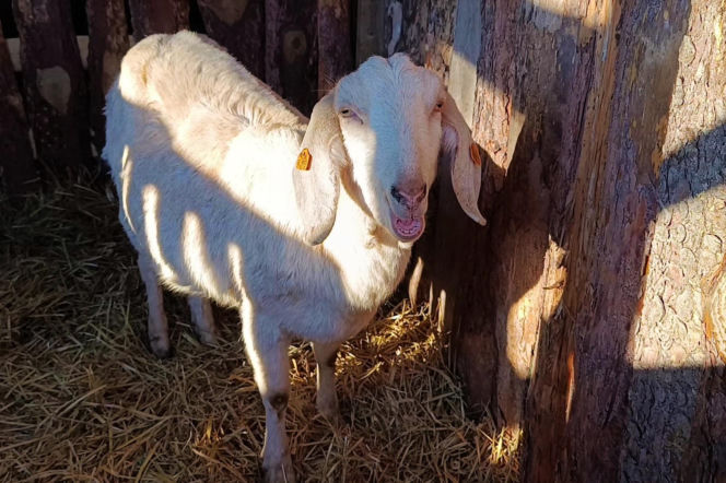 Żywa szopka w Żydowcach