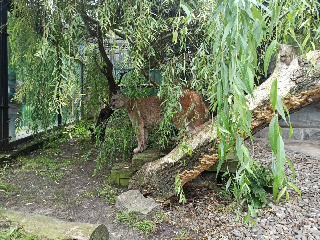 Puma Nubia na razie zostanie w chorzowskim ZOO. Zestresowane zwierze tęskni za opiekunem [ZDJĘCIA, WIDEO]