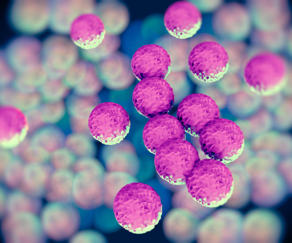 Fioletowe sferyczne bakterie gronkowca złocistego MRSA, z jasnymi, zielonkawymi krawędziami, skupione na ciemnoniebieskim, rozmytym tle. Poradnik Zdrowie informuje o przełomie w walce z superbakterią oporną na antybiotyki.