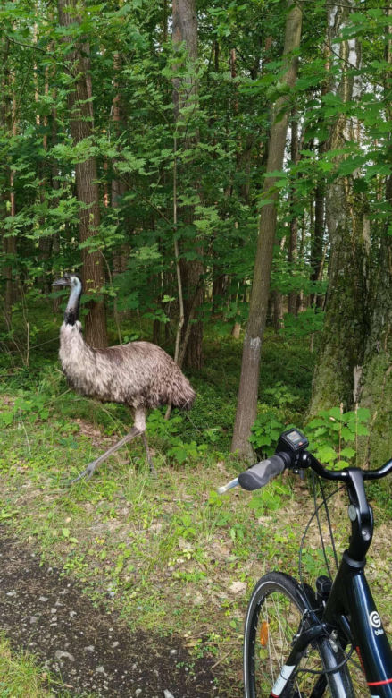 Emu w lublineckich lasach