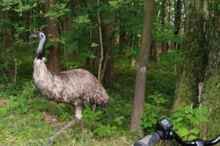 Nie sarna, nie dzik, nie puma. W lesie pojawił się wyjątkowy gość