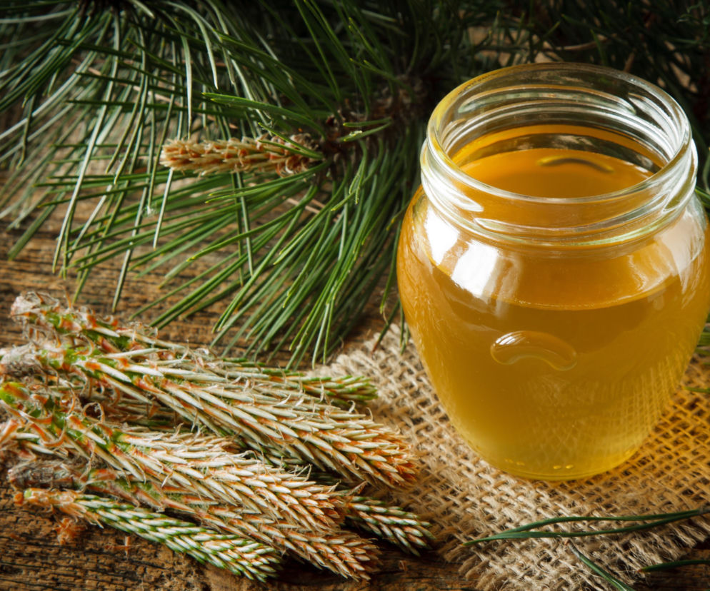 Zrób syrop z pędów sosny, który pokona kaszel i ochroni Cię przez 2 lata